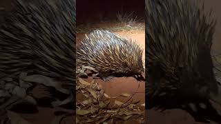 Echidna  Snack Time [upl. by Cower]