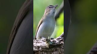 Hear the RedEyed Vireo Calls [upl. by Ainelec20]