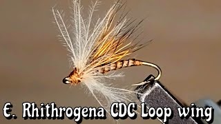 EPHEMERA RHITHROGENA CDC WING LOOP [upl. by Jeff]