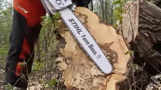 MS 271 FARM BOSS Stihl Review [upl. by Colline]