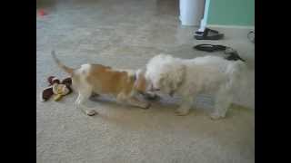 BEAGLE PUPPY vs MALTESE SO CUTE [upl. by Leticia]