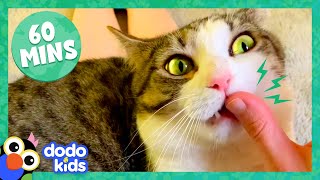 60 Minutes Of Cats And Kittens Being Cute And Silly  1 Hour Of Animal Videos  Dodo Kids [upl. by Repsag]