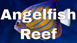 Angelfish Reef Introduction  Waterbox Aquariums Reef LX 2706  Part 1 [upl. by Ibob]