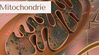 biologie cellulaire  la mitochondrie  phosphorylation oxydative شرح بالدارجة 🔥 [upl. by Gannon421]