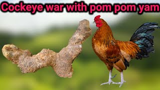 Cockeye war with pom pom yam [upl. by Turne685]