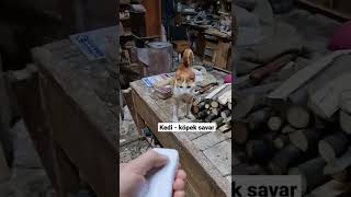 kedi ve köpek savar testi [upl. by Beilul]