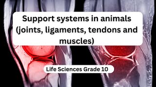 Support systems in animals joints ligaments tendons and muscles [upl. by Kresic]