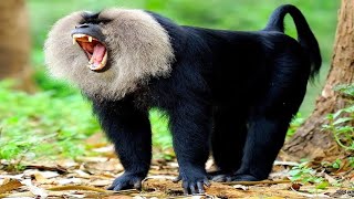 Lion Tailed Macaque You Never Seen Before  The Kingdom of Lion Tailed Macaque [upl. by Airliah]