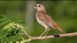 Hermit Thrush Singing [upl. by Mosier547]