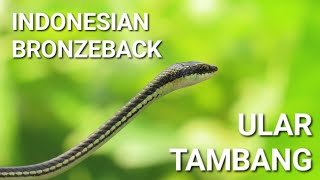 Cute Little Snake  Indonesian Bronzeback [upl. by Annekahs]