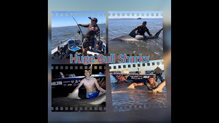 fishing for BIG BULL SHARKS [upl. by Vullo]