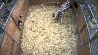 Die Geburt von Giraffenbaby Martin im OpelZoo [upl. by Lyon757]