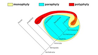 Cladistics Part 2 Monophyly Paraphyly and Polyphyly [upl. by Atims]