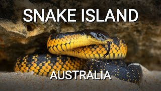 Snake island of Australia the island full of deadly venomous Tiger snakes [upl. by Fawcett981]