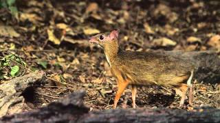 Lesser MouseDeerPikkukantsilliTragulus javanicusKaeng Krachan Thailand [upl. by Llireva]