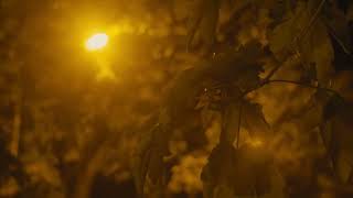 BMPCC 4K  Helios 442 58mm f2 Low Light ISO 3200 Test [upl. by Anallij]