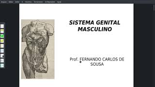 Anatomia do Sistema Genital Masculino [upl. by Aiceled]