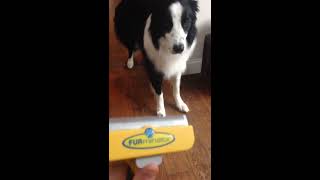 Furminator  the BEST dog grooming tool you can own [upl. by Annahsed]