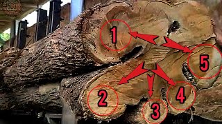 Be alert  7 Wood Sections That Wood Workers Worry About  Sawmill [upl. by Enilehcim]