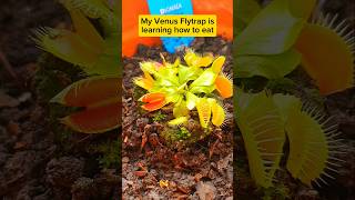 VENUS FLYTRAP FEEDING TIME 🪰 amazingfacts shorts carnivore [upl. by Bbor]