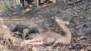 How Komodo Hunts Wild Deer Komodo Information [upl. by Mcclish]