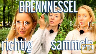 Brennnessel Sammeln ohne sich zu verbrennen [upl. by Selena]