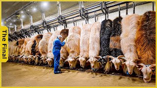 The Secret to Farmers Making Millions from Cashmere Goats Each Year  Farming Documentary [upl. by Ellehcrad]