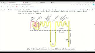 nephrology  polyuria [upl. by Biagio]