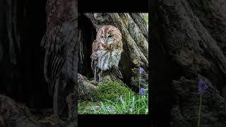 EP35 Tawny Owl  Bird Song [upl. by Hocker]