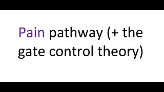 Pain pathway  the gate control theory of pain [upl. by Freytag]