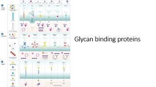 Glycan binding proteins GBP Specificity and Location Code 527 [upl. by Mylo]