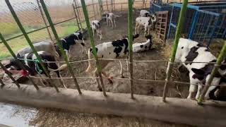 Calf ਬਾਰੇ ਜਾਣਕਾਰੀ  calf starter feed cargill [upl. by Burtis]