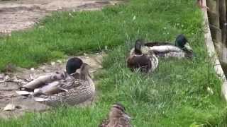 Theydon bois village green and duck pond [upl. by Mycah]