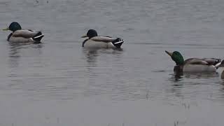 Stockenten Brandgans Ostsee Gelting Bucht Birk Erpel Vogel Schwimmente Badeente Gans 😂🤣 [upl. by Pacifa]