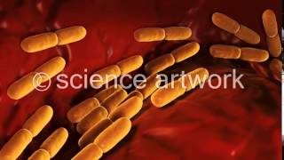 Lactobacillus Bulgaricus Bacteria stock video from science artwork [upl. by Janella]