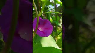 ipomoea purpurea flowers 🌸 nature [upl. by Llednohs]