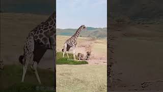 Giraffe successfully escapes from lion in animal fighting competition close distance with wild ani [upl. by Derwon]