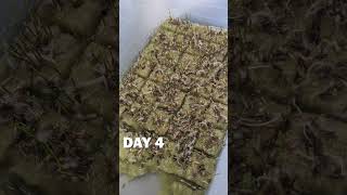 Growing aquarium grass in a shoe box Hair grass growth rate time lapse [upl. by Luanni]