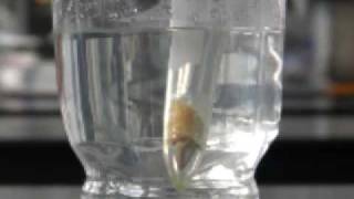 Extracting limonene using liquid carbon dioxide [upl. by Irak]