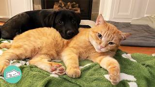 Bossy Cat Ruled The House Until Baby Lab Changed Everything  Cuddle Buddies [upl. by Nilkcaj]