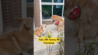 🐕Tobo और Tommy की Friendship  mini wood toy  woodworking art skills  hand crafts shorts [upl. by Chassin111]