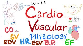 Cardiac Output Stroke Volume End systolic amp End diastolic volumes Ejection Fraction [upl. by Marden]