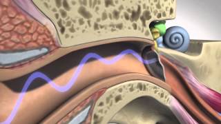 How Hearing Works  Anatomy [upl. by Iht]