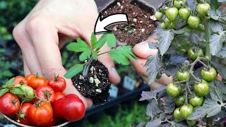 How to Grow Tomato Seedlings Indoors  Seed Starting StepbyStep Guide [upl. by Aelaza369]