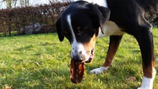 Appenzell Mountain Dog eating raw hare carcass Delicious Raw Feeding for Dogs [upl. by Travus798]