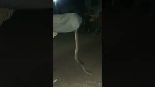 Largest Checkered keelback snake snakesaver ytshorts snakeresque savesnake watersnake [upl. by Yrallam]