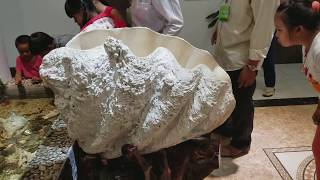 300 Pounds Real Giant CLAM SHELL in Vietnam Tridacna gigas Taklobo [upl. by Thissa]