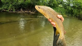 Wisconsin Trout Fishing  6122024 [upl. by Anav]