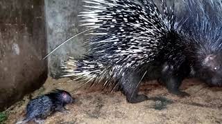 how porcupine gives birth [upl. by Glenn402]