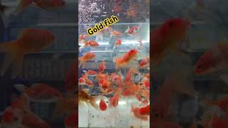 Gold fishaquariumfish aquarium funny comedy animals [upl. by Nella147]